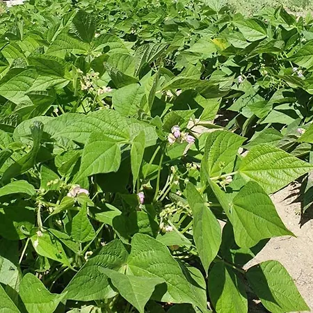 σγουρής Villa *