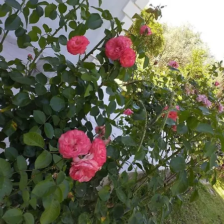 σγουρής Lefkimmi (Corfu)