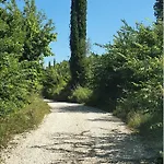 σγουρής فيلة *