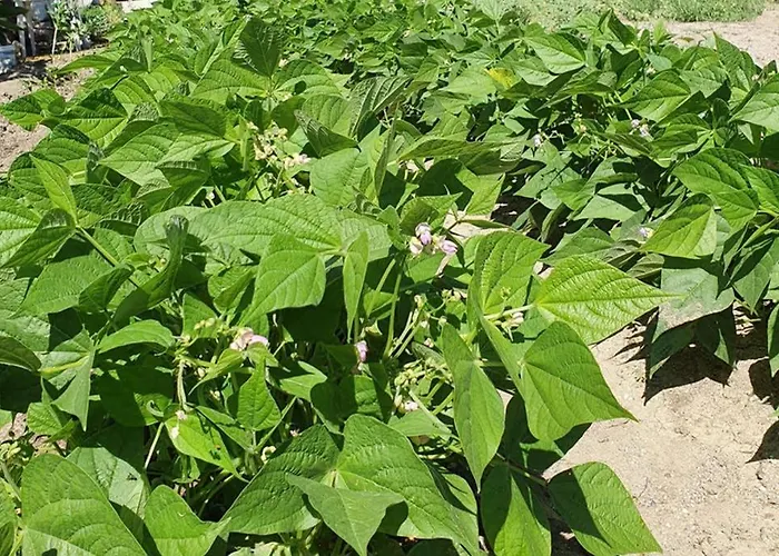 σγουρής فيلة *