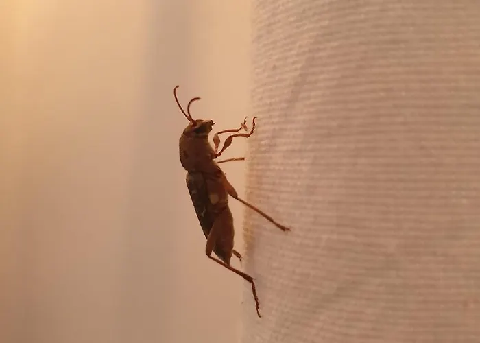 σγουρής فيلة